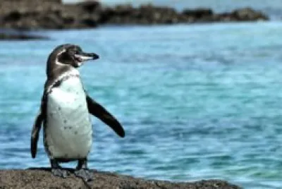 Pinguino delle galapos