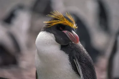 Pinguino bianco flippered