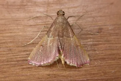 Endotricha mesentealis
