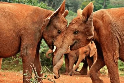 Imagem jigsaw puzzle