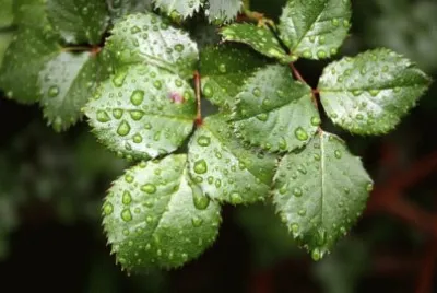 Imagem jigsaw puzzle