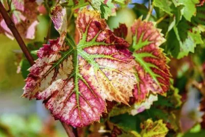 Imagem jigsaw puzzle