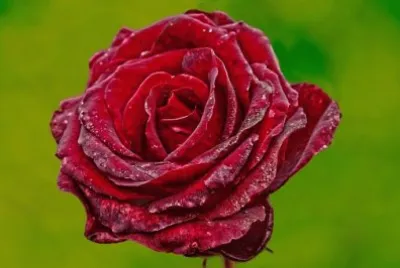 Imagem jigsaw puzzle