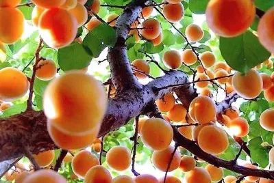 frutas