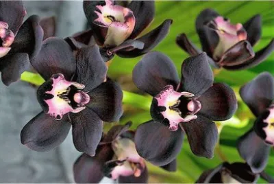 flores