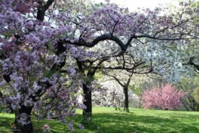arbol jigsaw puzzle