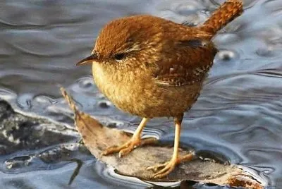 natural jigsaw puzzle