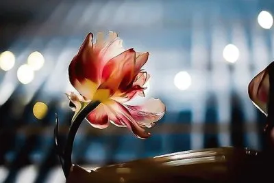 flores