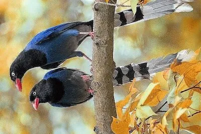 natural