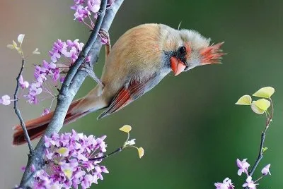 natural