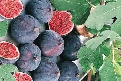 frutas