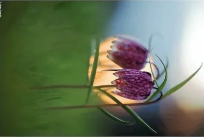 flores