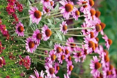 flores jigsaw puzzle