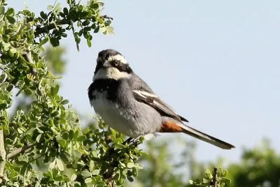 Poospiza torquata