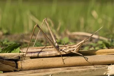 פאזל של Acrida cinerea