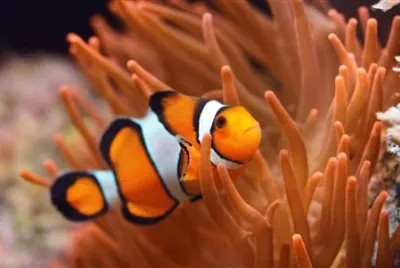 פאזל של ×“×’×™×