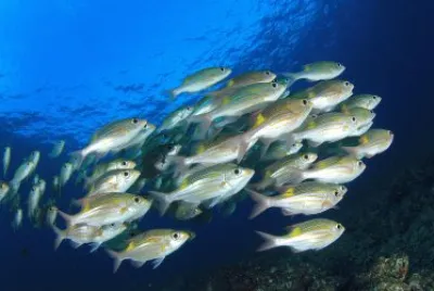 פאזל של ×“×’×™×