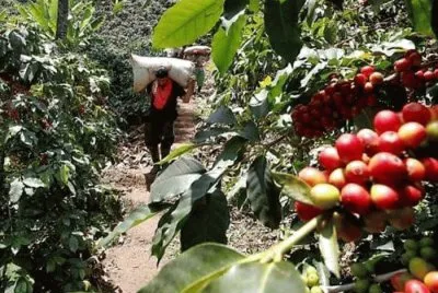 Cafetal