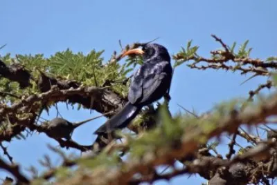 Uccello dal becco smimitarra d 'abissinia