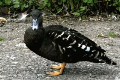 Germano nero africano