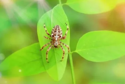 Imagem jigsaw puzzle