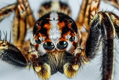 Imagem jigsaw puzzle