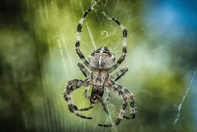 Imagem jigsaw puzzle