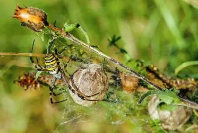 Imagem jigsaw puzzle