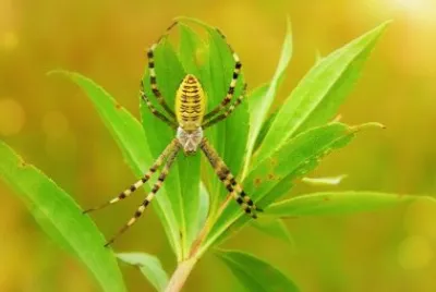 Imagem jigsaw puzzle