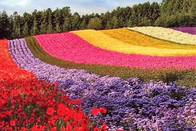 flores jigsaw puzzle