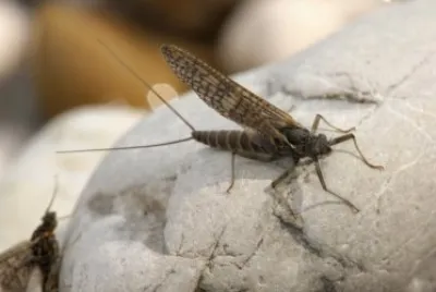 פאזל של Hepta geniidae