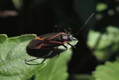 Capsodes infuscatus