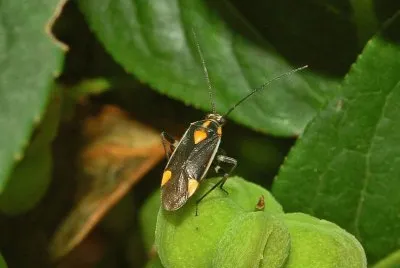 Capsodes flavomarginatus