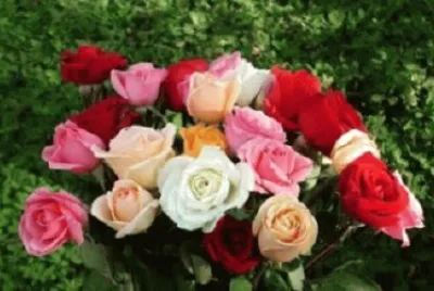 Imagem jigsaw puzzle