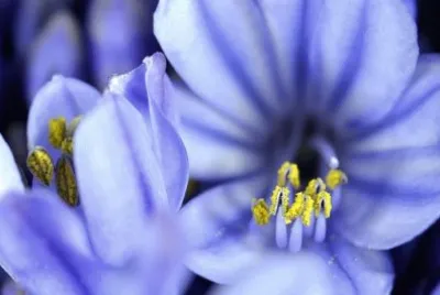 Imagem jigsaw puzzle