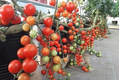 frutos