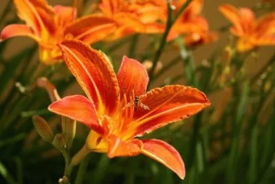Imagem jigsaw puzzle