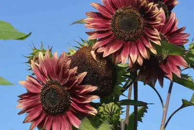 Tournesol