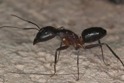 Camponotus barbaricus