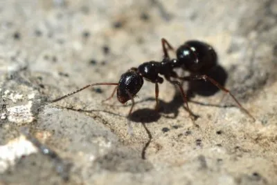 Camponotus piceus