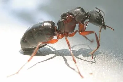 Camponotus compressus