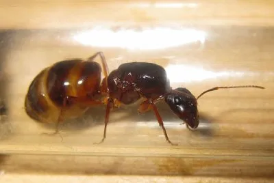 Camponotus nylanderi jigsaw puzzle