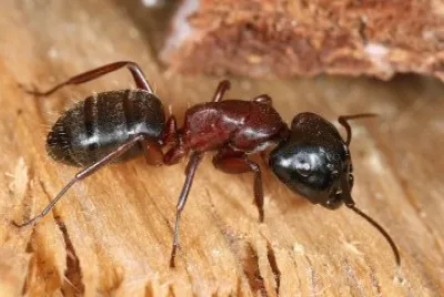 Camponotus ligniperda
