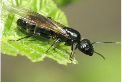 Camponotus vagos
