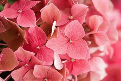 flores