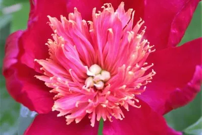 flores