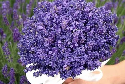 flores
