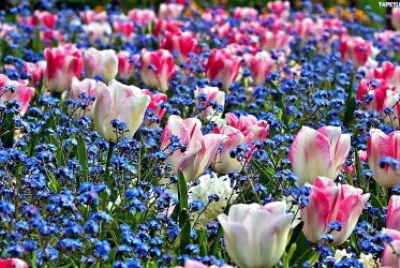 flores jigsaw puzzle