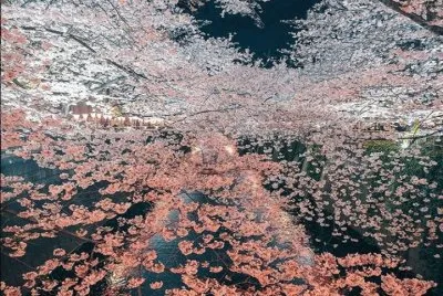 cerezo