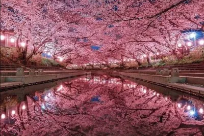 cerezo4